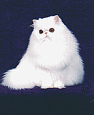Nook Nimbia of DLFkatz